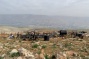 Israeli settlers, soldiers reportedly assault Palestinian shepherds in Jordan Valley