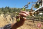 Israeli settlers uproot grape seedlings on Palestinian land near Bethlehem