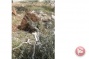 Israeli forces uproot olive trees while settlers level lands in Salfit district