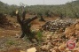 Israeli forces uproot olive trees while settlers level lands in Salfit district