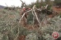 Extremist Israeli settlers uproot olive trees in Nablus-area village