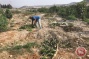 Israeli forces uproot dozens of fruit trees in northern West Bank