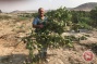 Israeli forces uproot dozens of fruit trees in northern West Bank