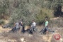 Israeli settlers steal olive harvest, attack Palestinian farmers in West Bank