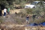 Settler violence on the rise as olive harvest begins in West Bank