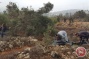 Israeli settlers continue widespread theft of Palestinian olive harvest in West Bank