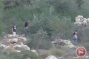 Israeli settlers attack Palestinians picking olives near Hebron