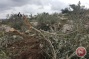 Israeli settlers uproot olive trees in Nablus