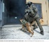 Palestinian Schoolteacher Mauled by Israeli Military Dog as Soldiers Watch
