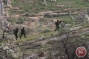 Israeli settlers attack Palestinians, cut down olive trees in Nablus-area village