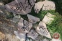 Israeli forces raid East Jerusalem cemetery, destroy tombstones of slain Palestinians
