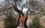 Extremist Settlers Attack Palestinian Homes, Torch West Bank Farmland