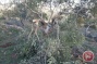 Israeli settlers destroy 200 olive trees in Nablus-area village