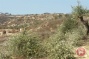 In photos - Israeli settlers destroy Nablus-area olive trees