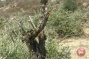 In photos - Israeli settlers destroy Nablus-area olive trees