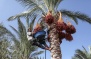 Gaza Farmers Have Dates, But Nowhere to Sell Them