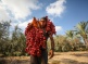 Gaza Farmers Have Dates, But Nowhere to Sell Them