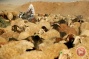 Israeli settler runs over shepherd's flock of sheep in Hebron
