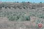Israeli settlers chop down 100 olive trees near Ramallah