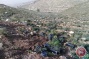 Israeli settlers destroy 1000 tree saplings in West Bank village
