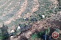 Israeli settlers destroy 1000 tree saplings in West Bank village