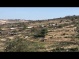 In video - Israeli forces raze lands, uproot dozens of olive trees in Battir