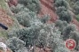 Israeli settlers chop down dozens of olive trees near Ramallah