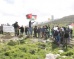 Troops attack landowners And Activists Planting Olive Trees In Beit Ummar