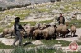 Israeli settlers assault Palestinian shepherd in Jordan Valley