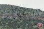 Israeli bulldozers uproot 300 Palestinian-owned trees near Jenin