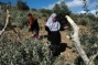 Olive Saplings Uprooted, Lands Razed by Israeli Forces in Masafer Yatta