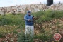 Israeli settlers chop down 550 trees near Ramallah