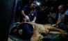 Zoo Animals Evacuated from Gaza to Jordan