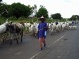 Fulani Herdsmen:The Emerging Trend