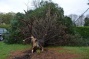 1 photo d'arbre déraciné à Concarneau, Bretagne