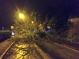 1 photo d'arbre déraciné à Quimper - 23/12/2013