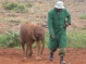 Kenya baby elephants