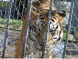 Freeing the caged tiger