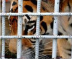 Freeing the caged tiger