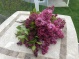 Julie's lilacs