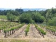 Sonoma wine country