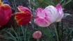 A gift of tulip bulbs