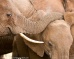 Protecting elephants: burning illegal ivory stockpile