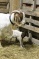 Baby Goats (doelings)