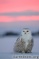 Last bird of 2014: Snowy Owl at sunset.