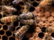 Thanks, Linda Burczyk for saving the Queen Bee