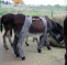 Donkeys in trousers