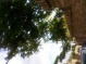 Limone